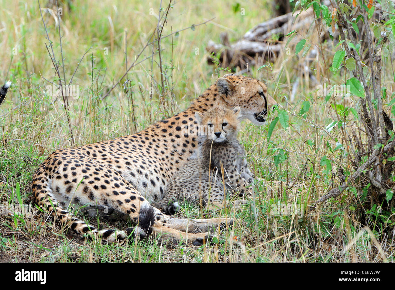 Cheetah cub gazelle hires stock photography and images Alamy
