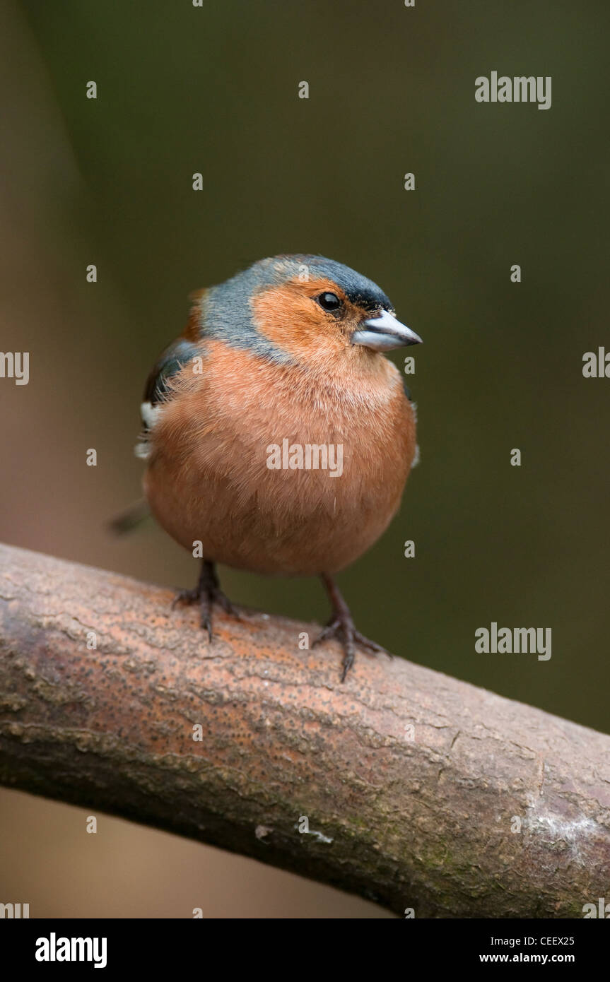 Chaffinch Fringilla Coalebs Woodland bird Numerous Common Garden bird  Small Bird Animal specimen organism Male. Stock Photo