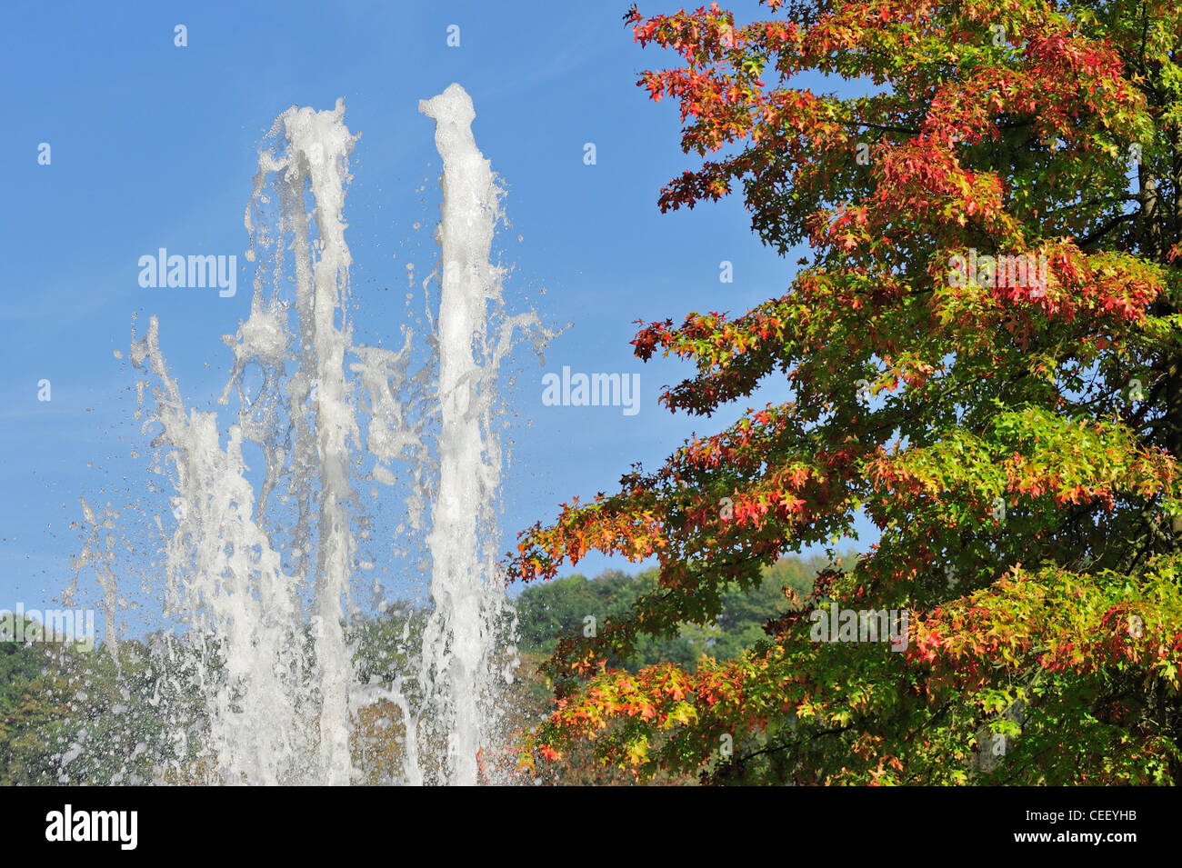 Fountain and Scarlet oak (Quercus coccinea), native to North America in autumn colours in park Stock Photo