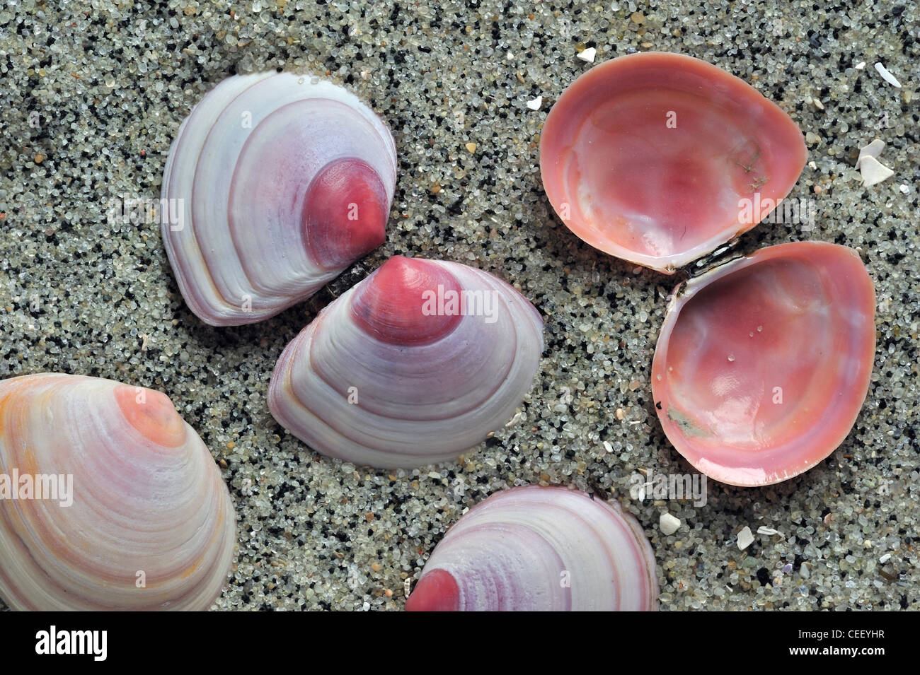 Baltic tellin (Macoma balthica) shells on beach, Belgium Stock Photo