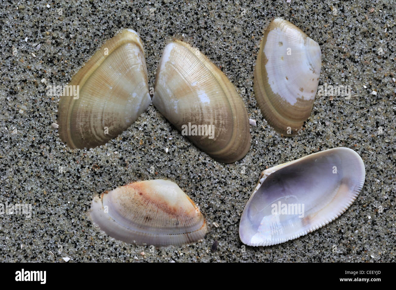 Banded wedge (Donax vittatus) shells on beach, Belgium Stock Photo