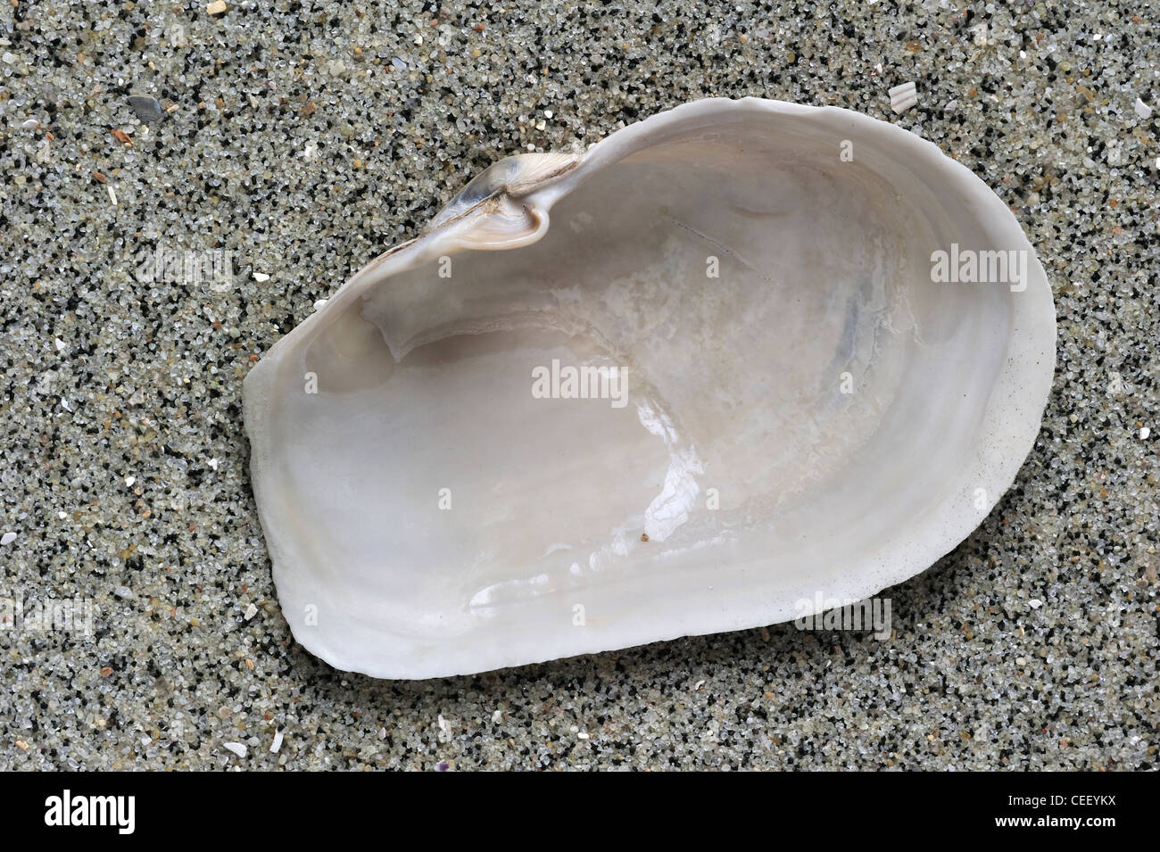 Blunt gaper shell (Mya truncata) on beach Stock Photo