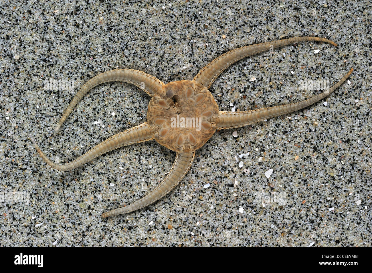 Dead brittle star / brittlestar / serpent star (Ophiura ophiura) on