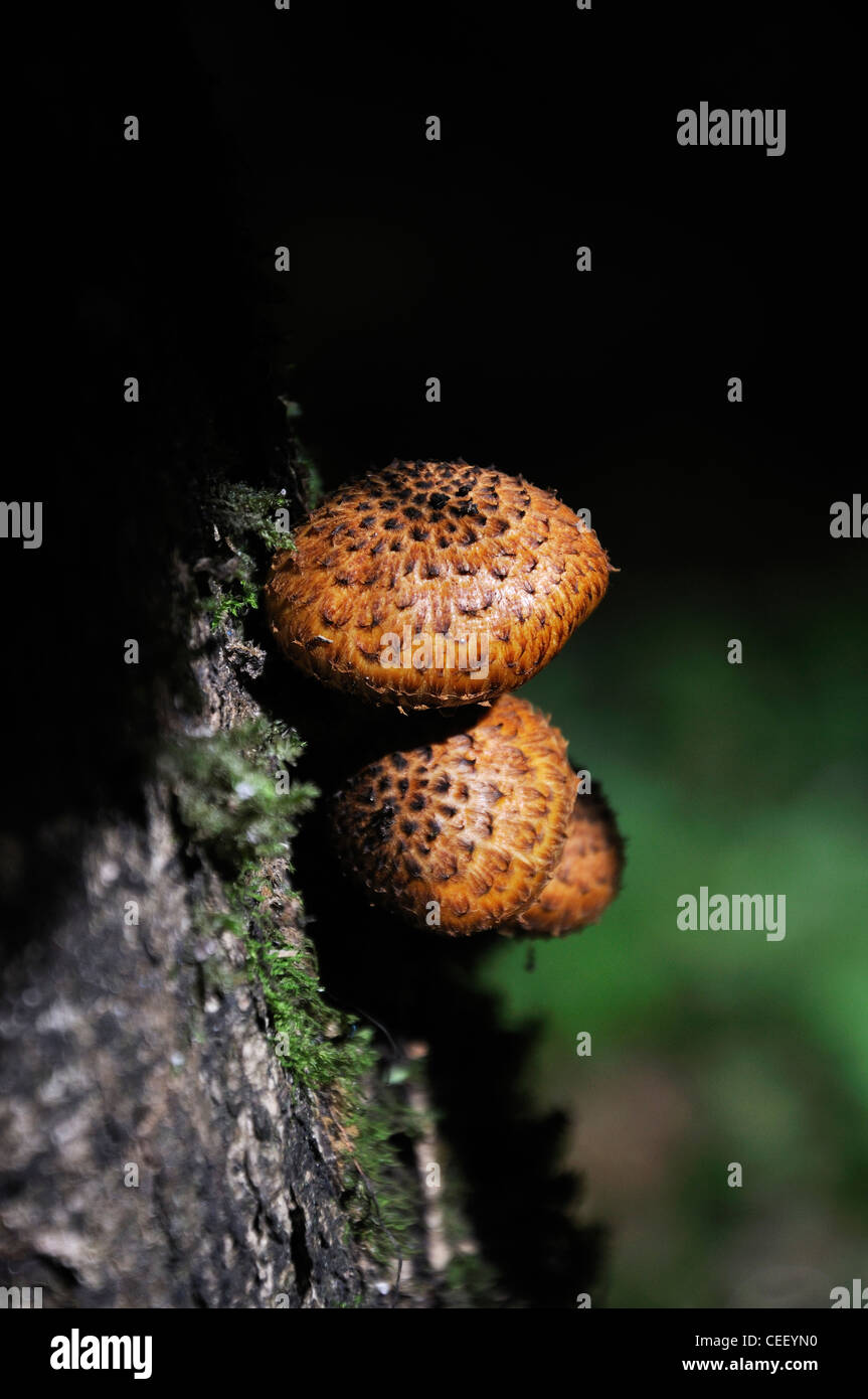 Mushrooms Growing on a Tree Stock Photo
