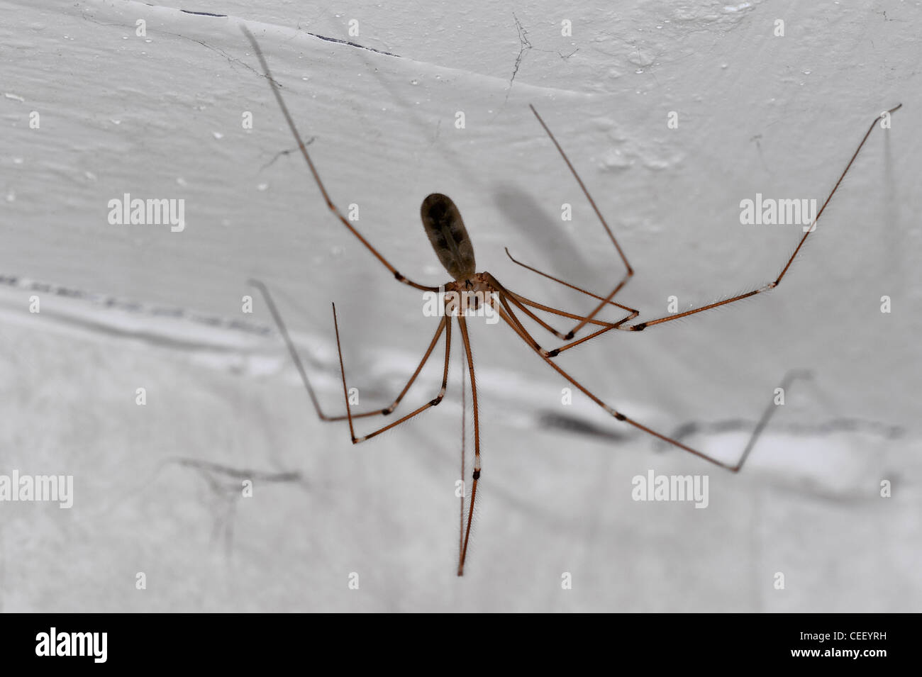 Cellar spider / daddy longlegs (Pholcus phalangioides) in house, Belgium Stock Photo