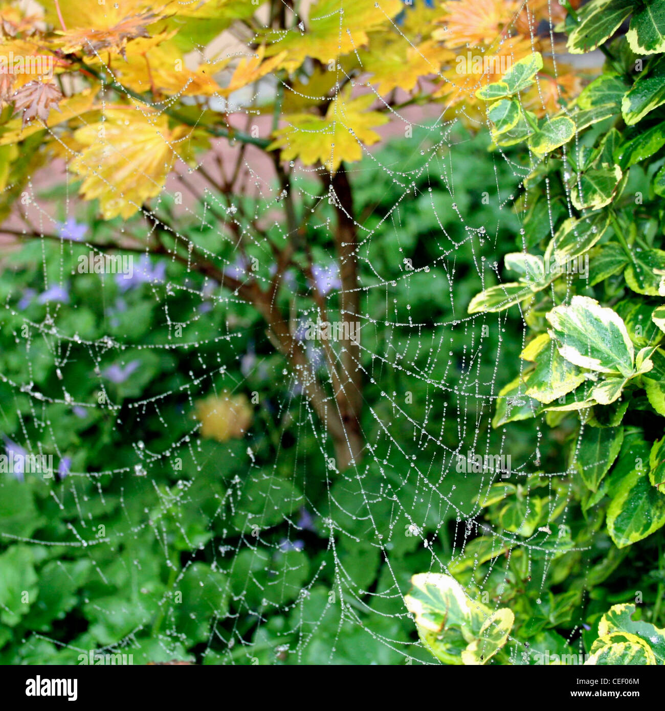 Closeup of a cobweb with waterdrops Stock Photo