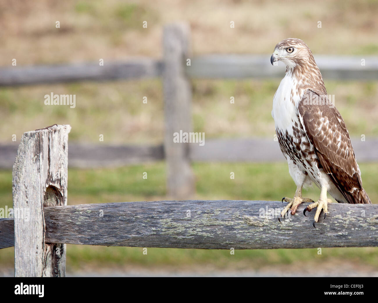 Close-up of confident red-tail hawk sitting on split rail fence Stock Photo