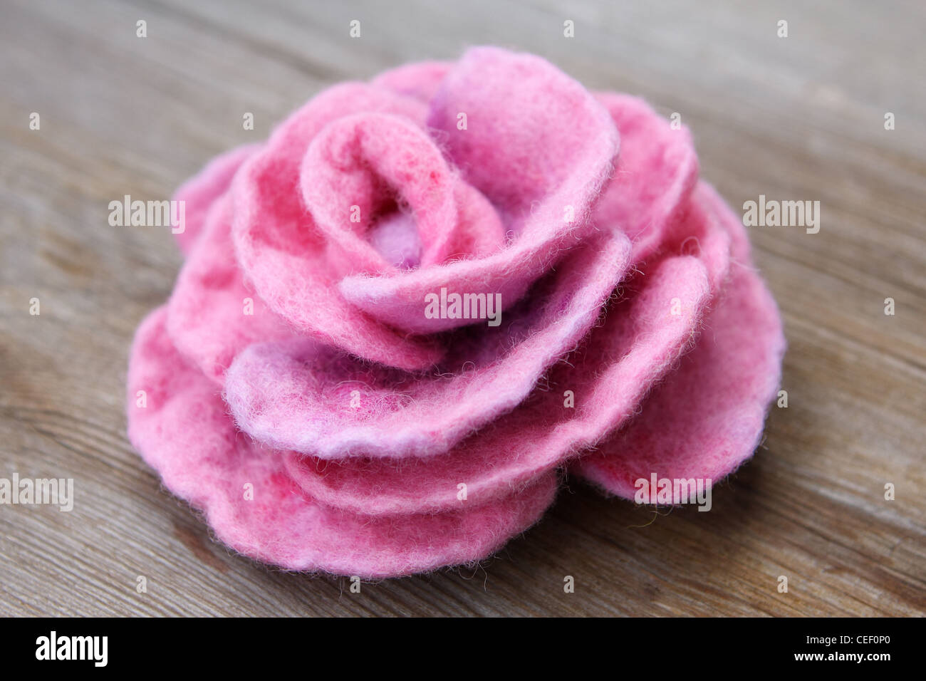 Felt of natural wool brooch. Pink rose Stock Photo