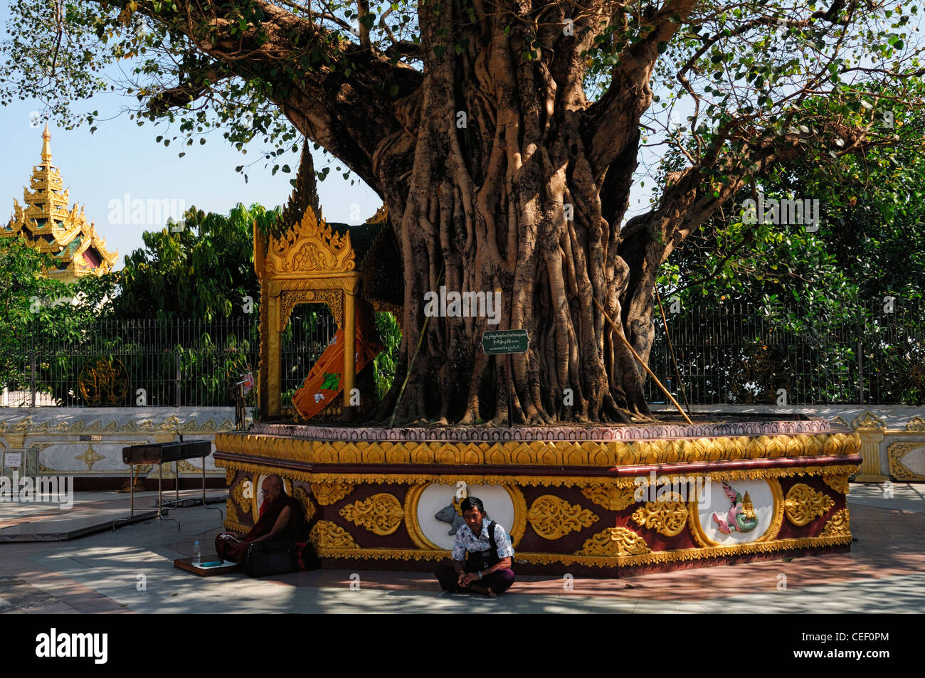 monk and devotee pray praying meditate bodhi tree buddhist shrine