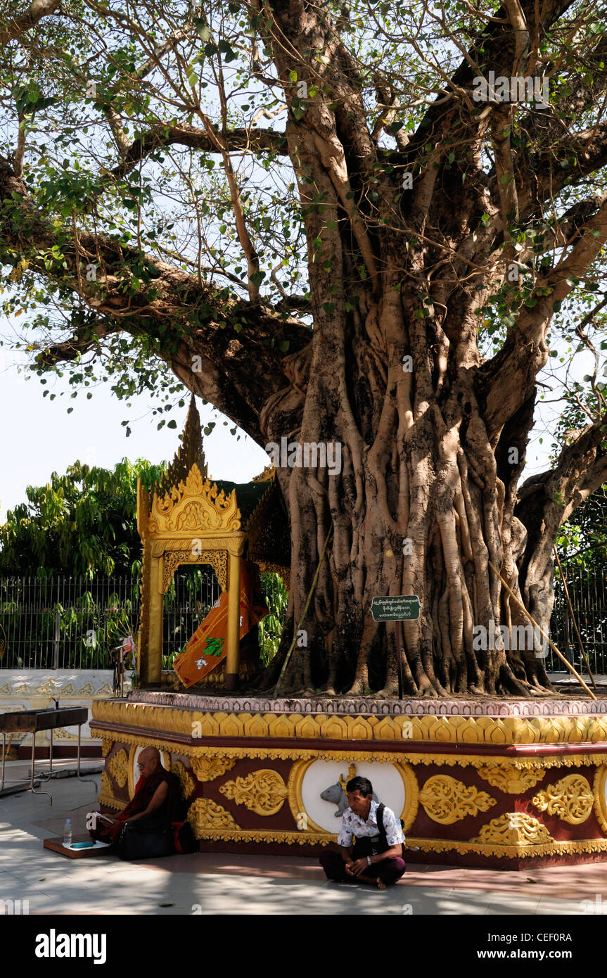 monk and devotee pray praying meditate bodhi tree buddhist shrine