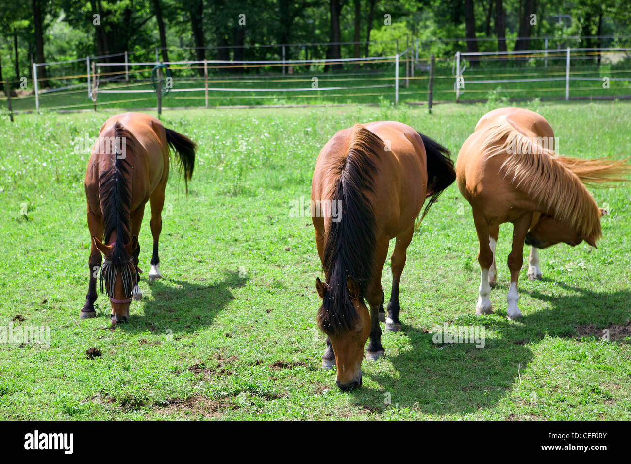 Horses graze in the green meadow Stock Photo