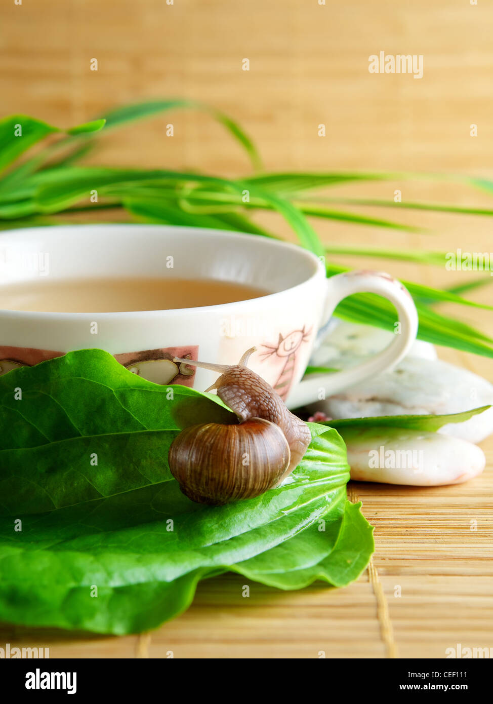 Green tea cup and snail Stock Photo