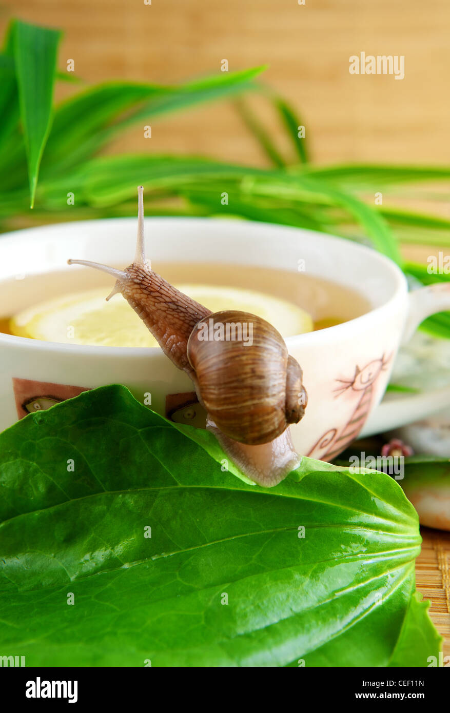 Healthy green tea cup wiht lemon Stock Photo