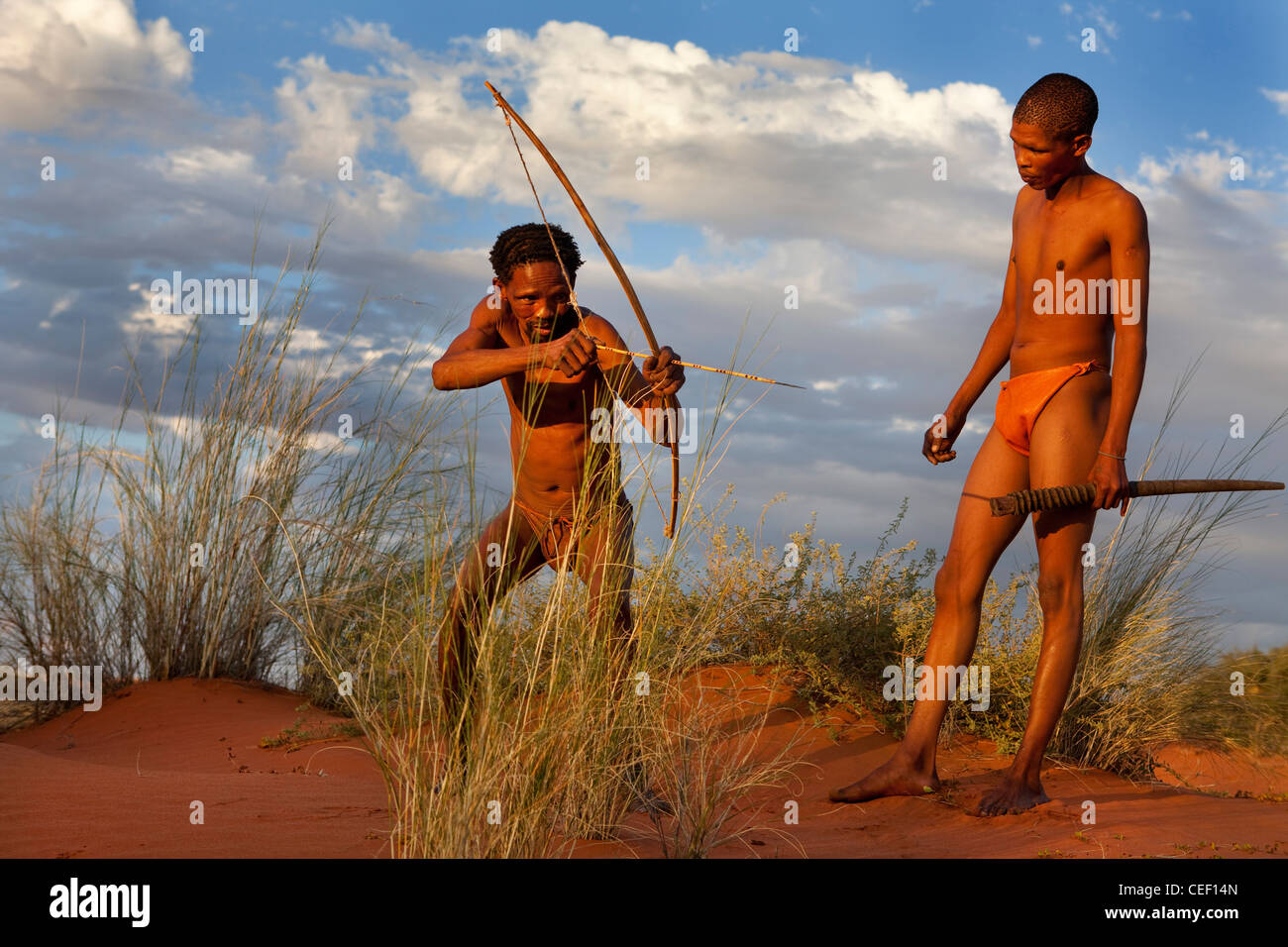 kalahari bushman pulling arrow during hunt Stock Photo
