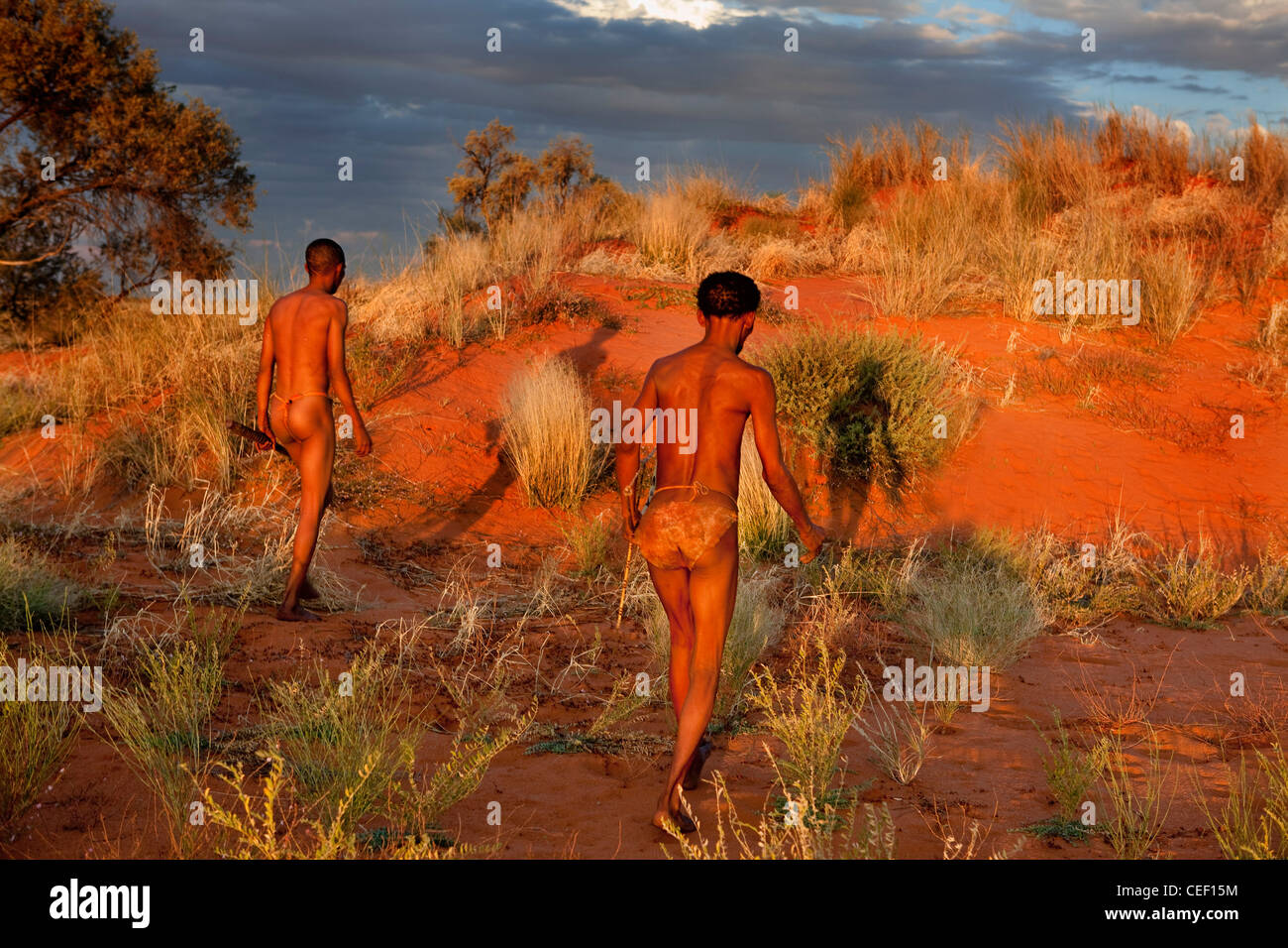 kalahari bushmen walking at sunset Stock Photo