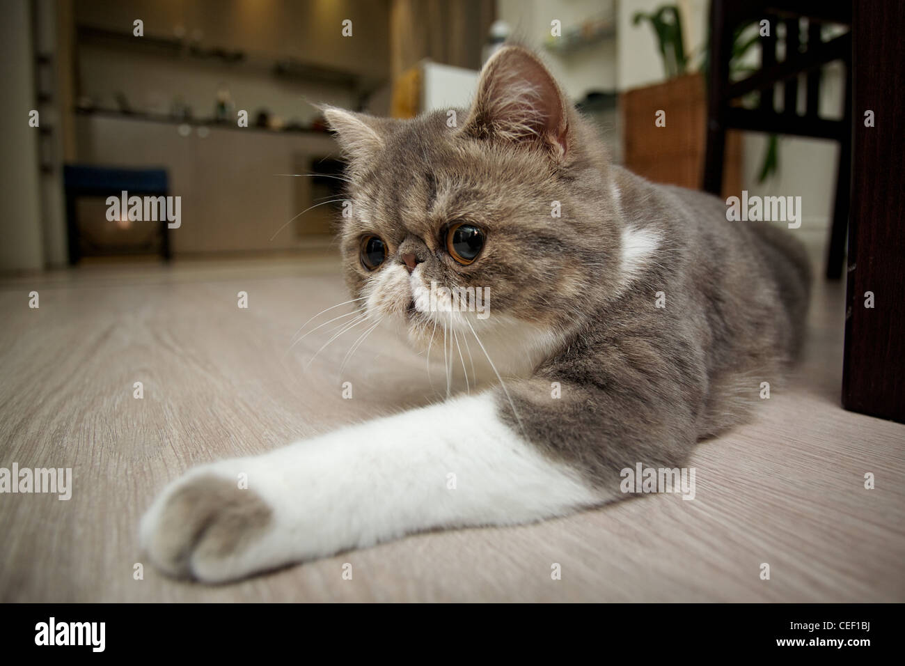 Exotics cat breed Stock Photo