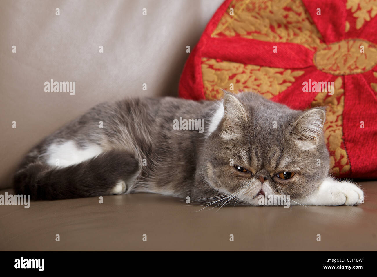 Exotics cat breed Stock Photo