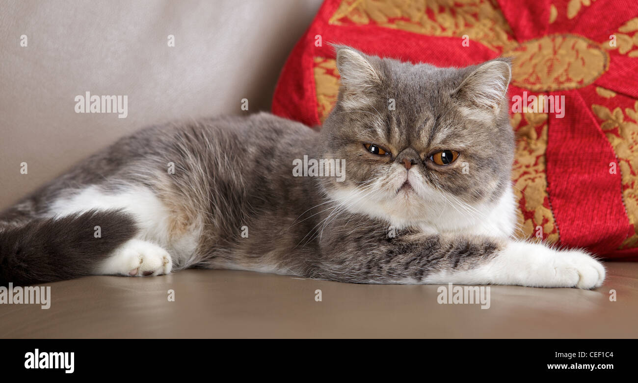 Exotics cat breed Stock Photo
