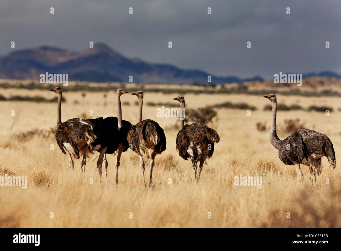 Flock of ostriches, Inselbergen – island mountains in the south of Namibia Stock Photo