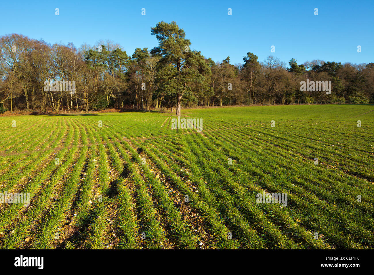 Crop drill pattern in a Chilterns field Oxfordshire England UK Stock Photo