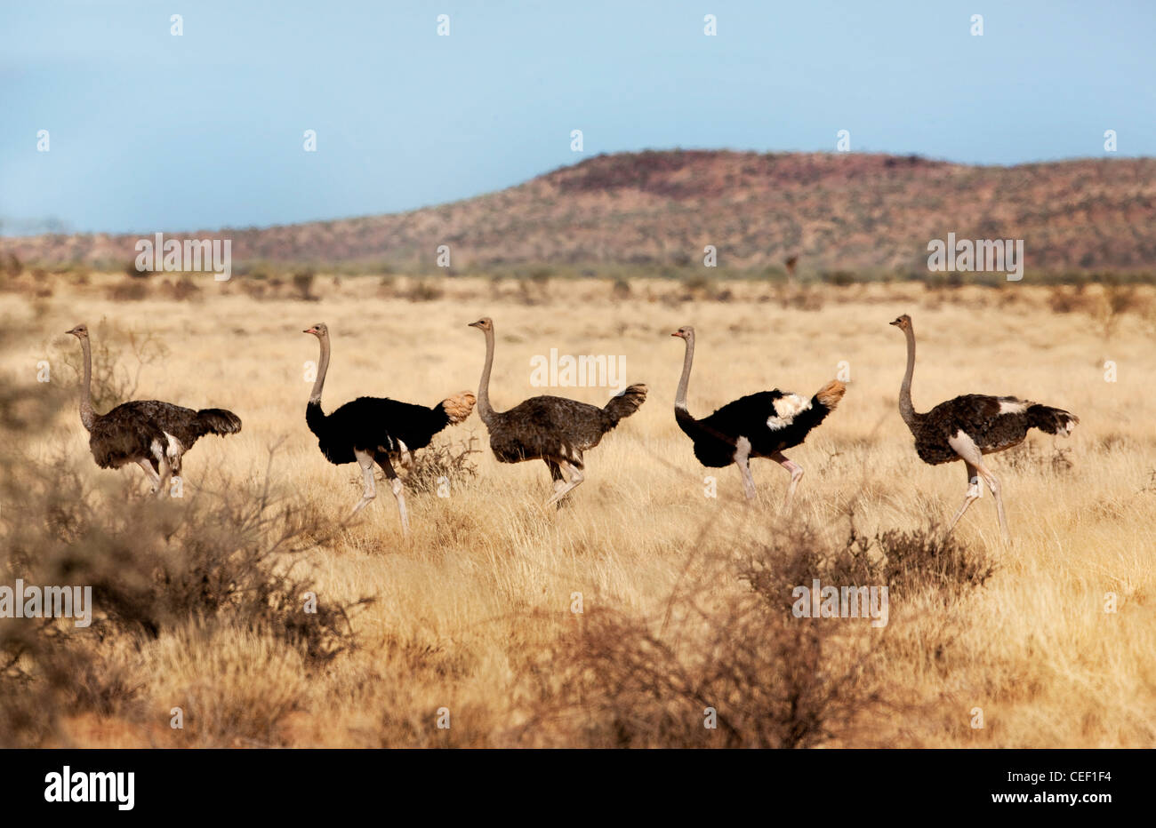 Flock of ostriches, Inselbergen – island mountains in the south of Namibia Stock Photo