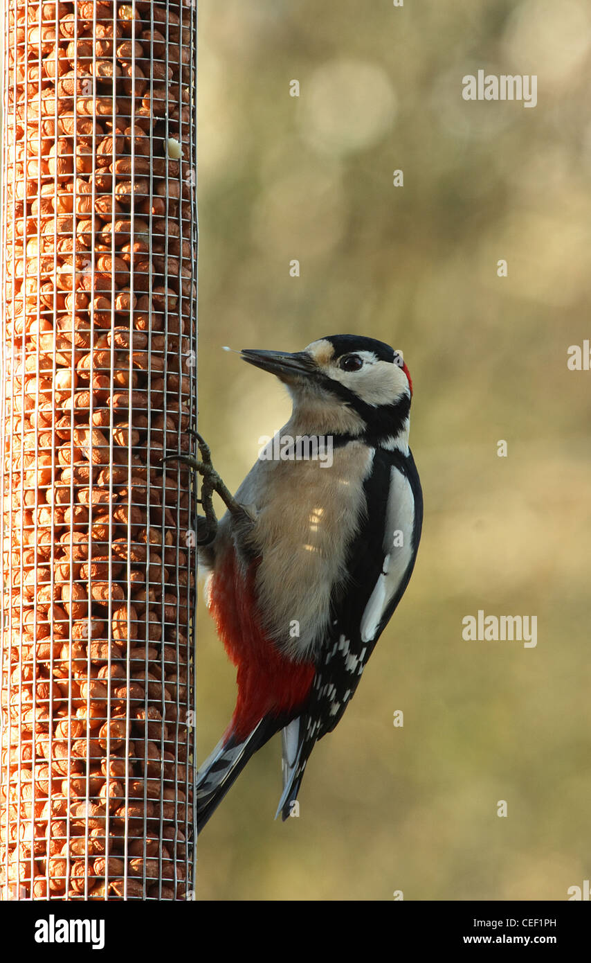 Male Great Spotted Woodpecker on feeder, with tongue out Stock Photo