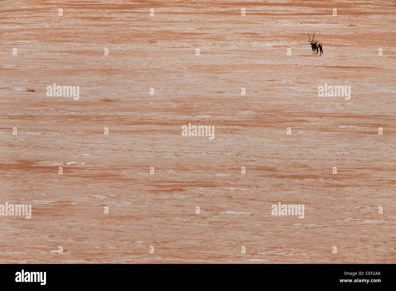 Kagalagadi Transfrontier Park. Oryx (Gemsbok) in dried out salt pan. Namibida Africa Stock Photo