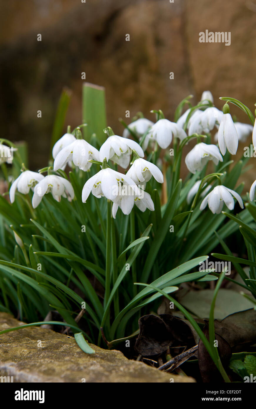 snowdrops Stock Photo