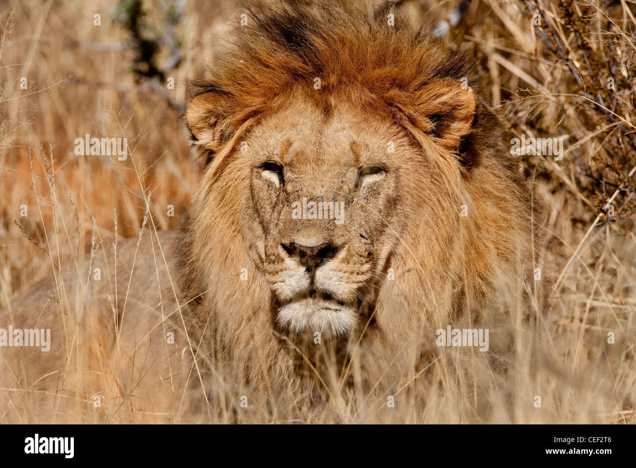 Lion, Kalahari Desert, Namibia, Africa Stock Photo