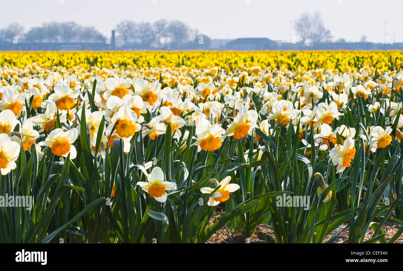 Bulb Fields full of daffodils flowers in many colors blooming in the sun in spring Stock Photo