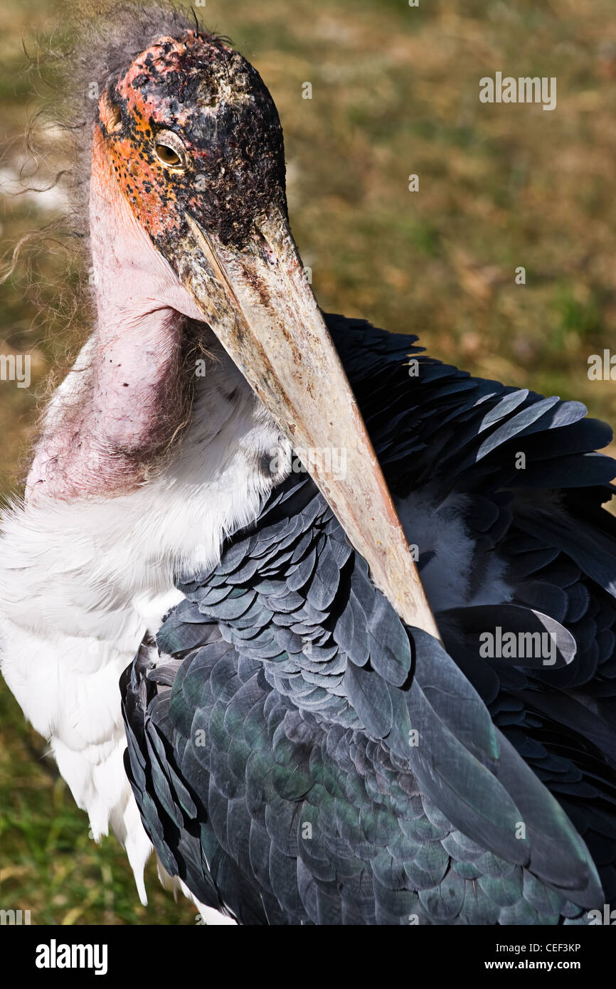 Marabou stork or Leptoptilos crumeniferus cleaning feathers Stock Photo