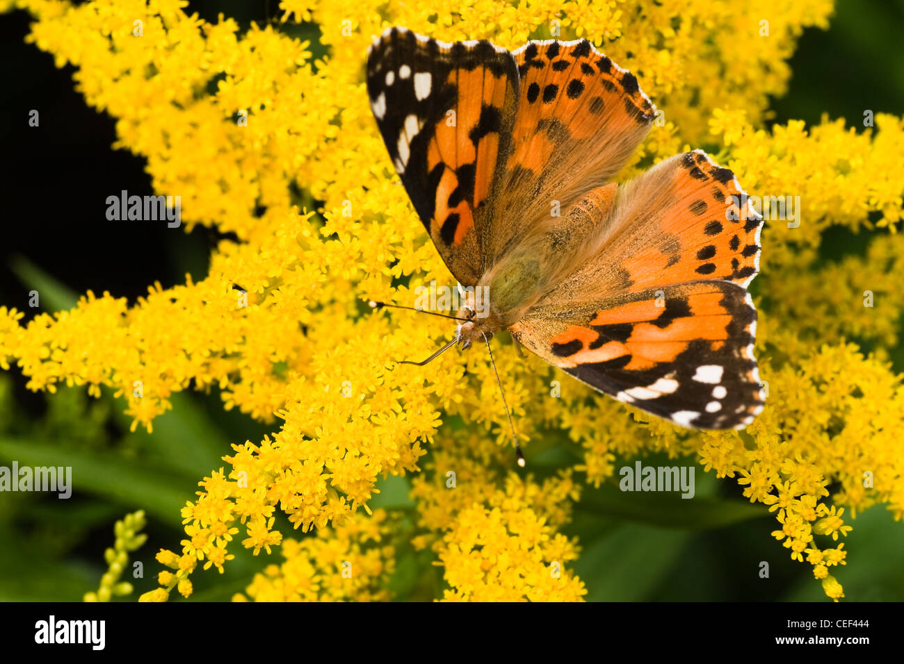 Butterfly Painted Lady getting nectar from yellow solidago flowers Stock Photo