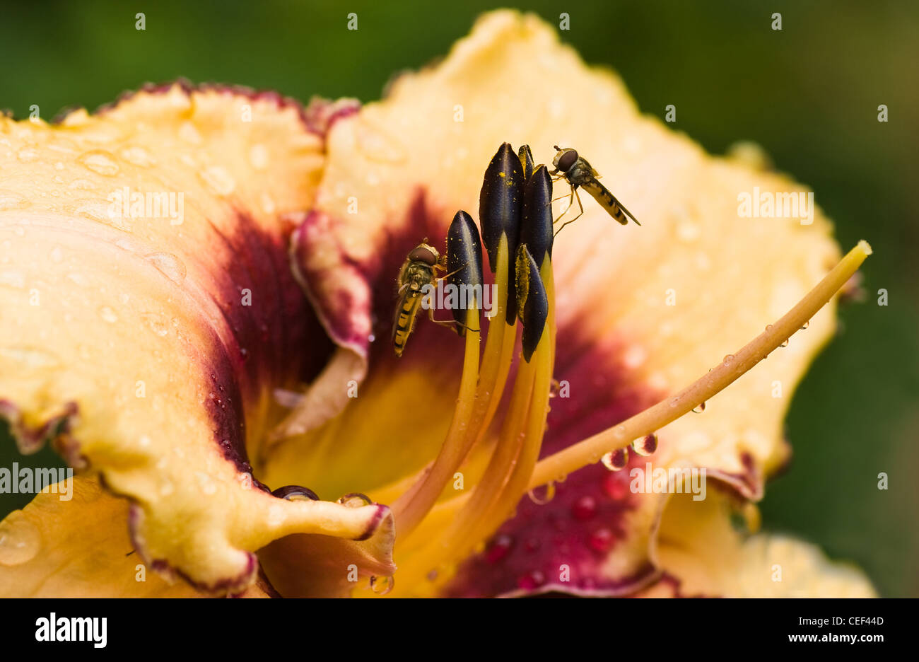 Hover flies getting pollen from day lily flower after rain in summer Stock Photo