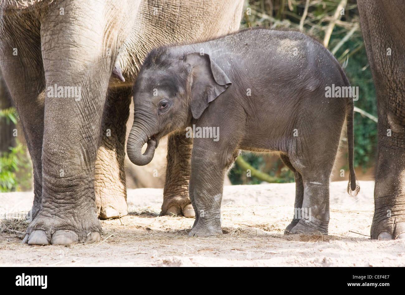 Asian female baby elephant or Elephas maximus staying close to her mother Stock Photo