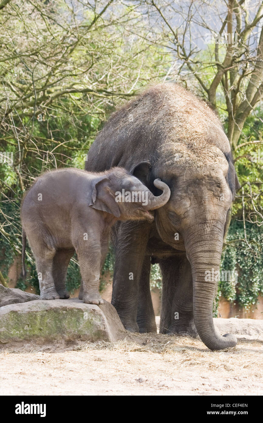 Playing asian baby elephant or Elephas maximus climbing on rock Stock Photo