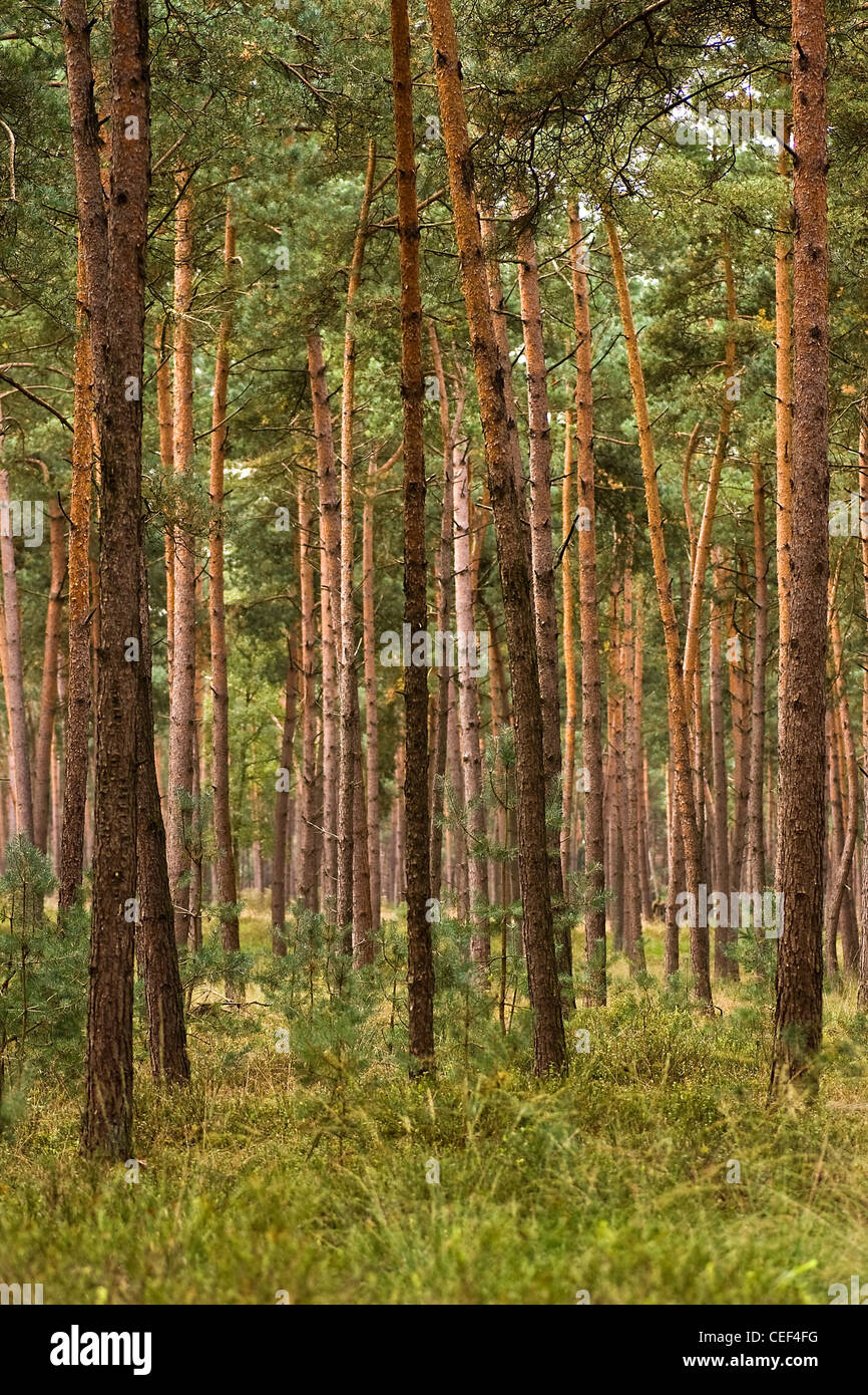 Forest of young and straight pine trees planted for wood on sunny day