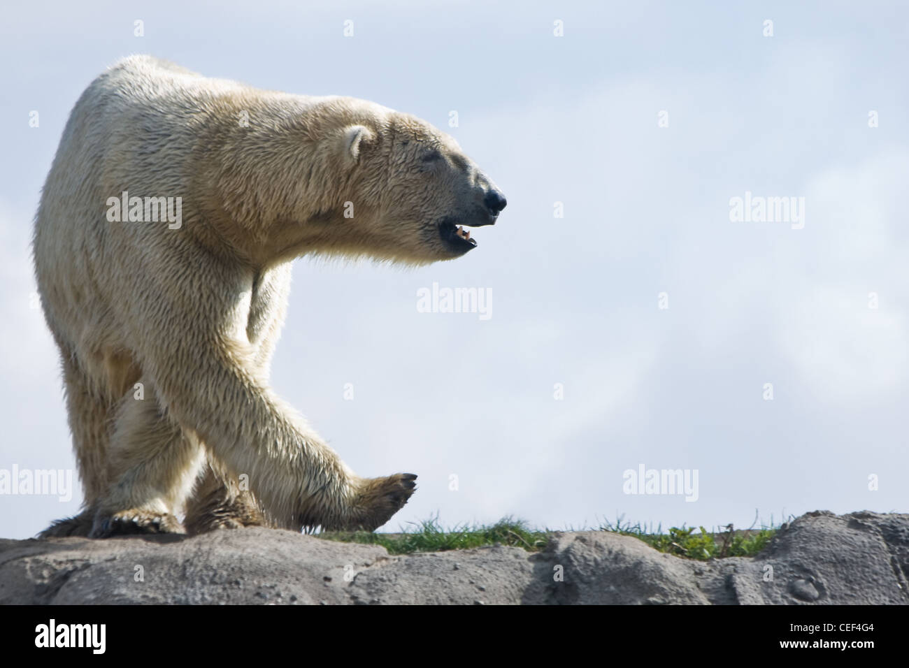 Polar bear or Ursus maritimus walking around in the morning sun Stock Photo