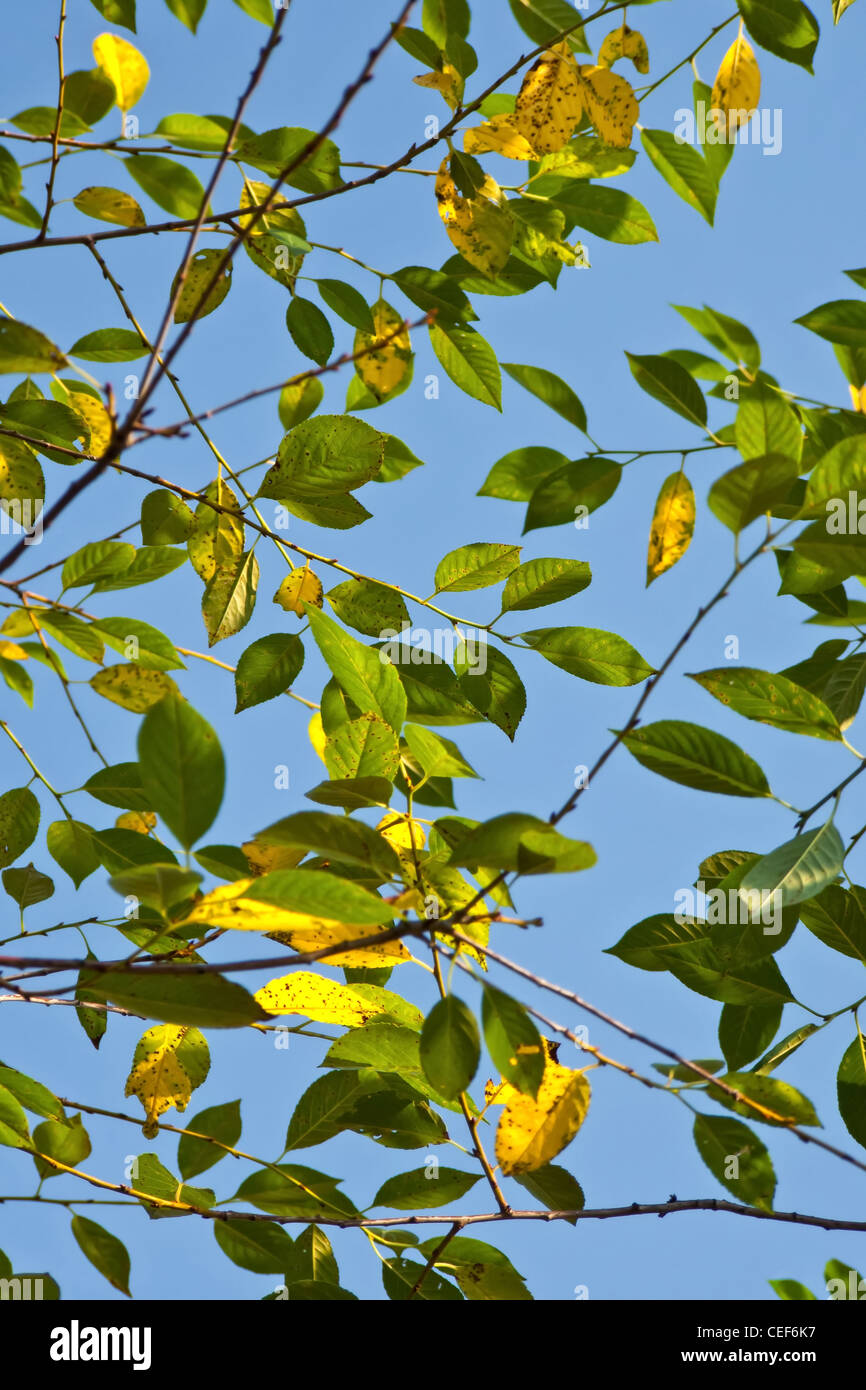 The background with green and yellow leaves against blue sky Stock ...