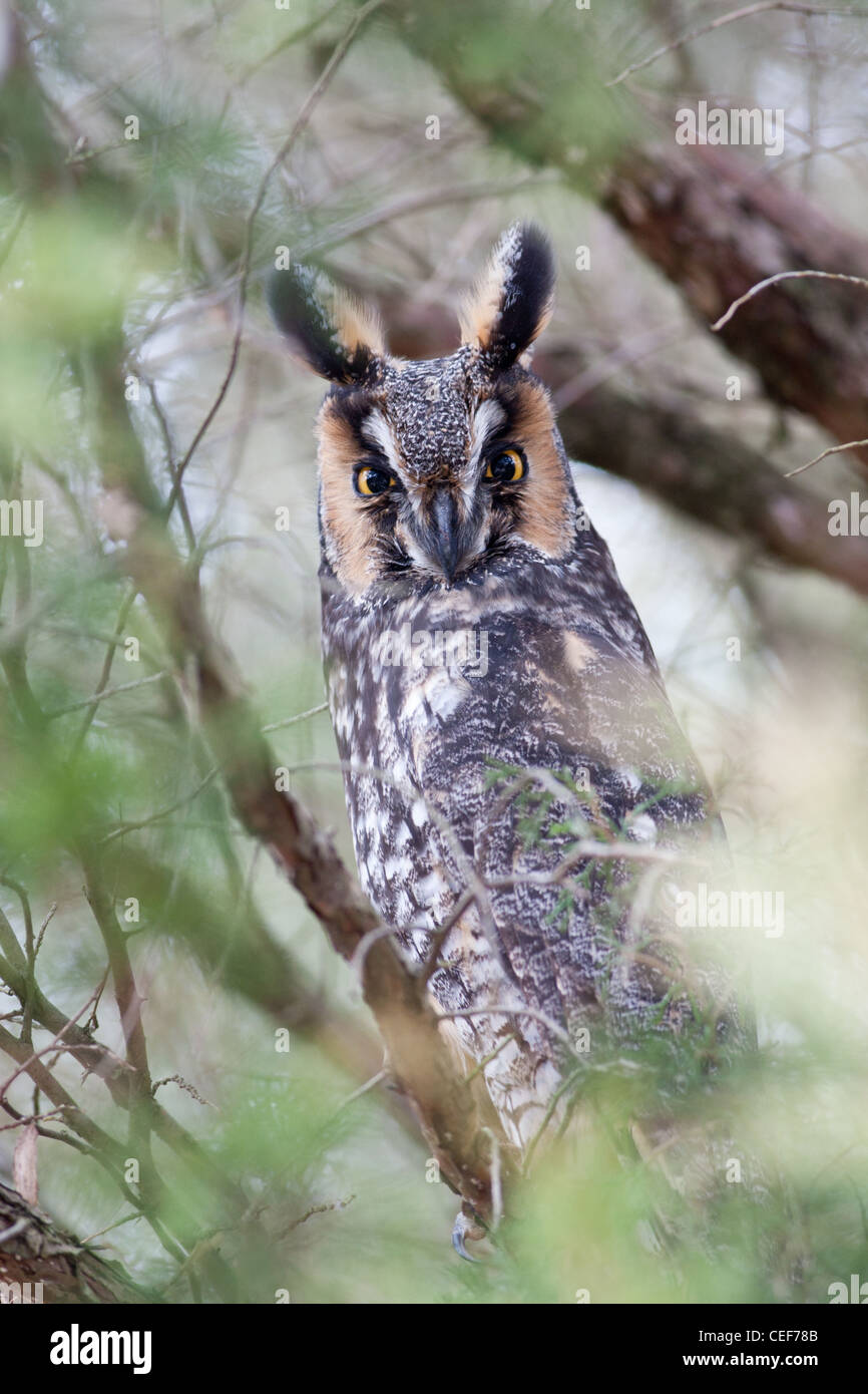 Long eared Owl - vertical Stock Photo