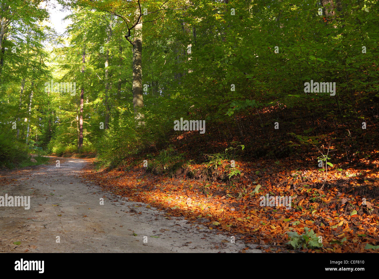 Rural autumn scenery - Fall in forest - park road Stock Photo - Alamy