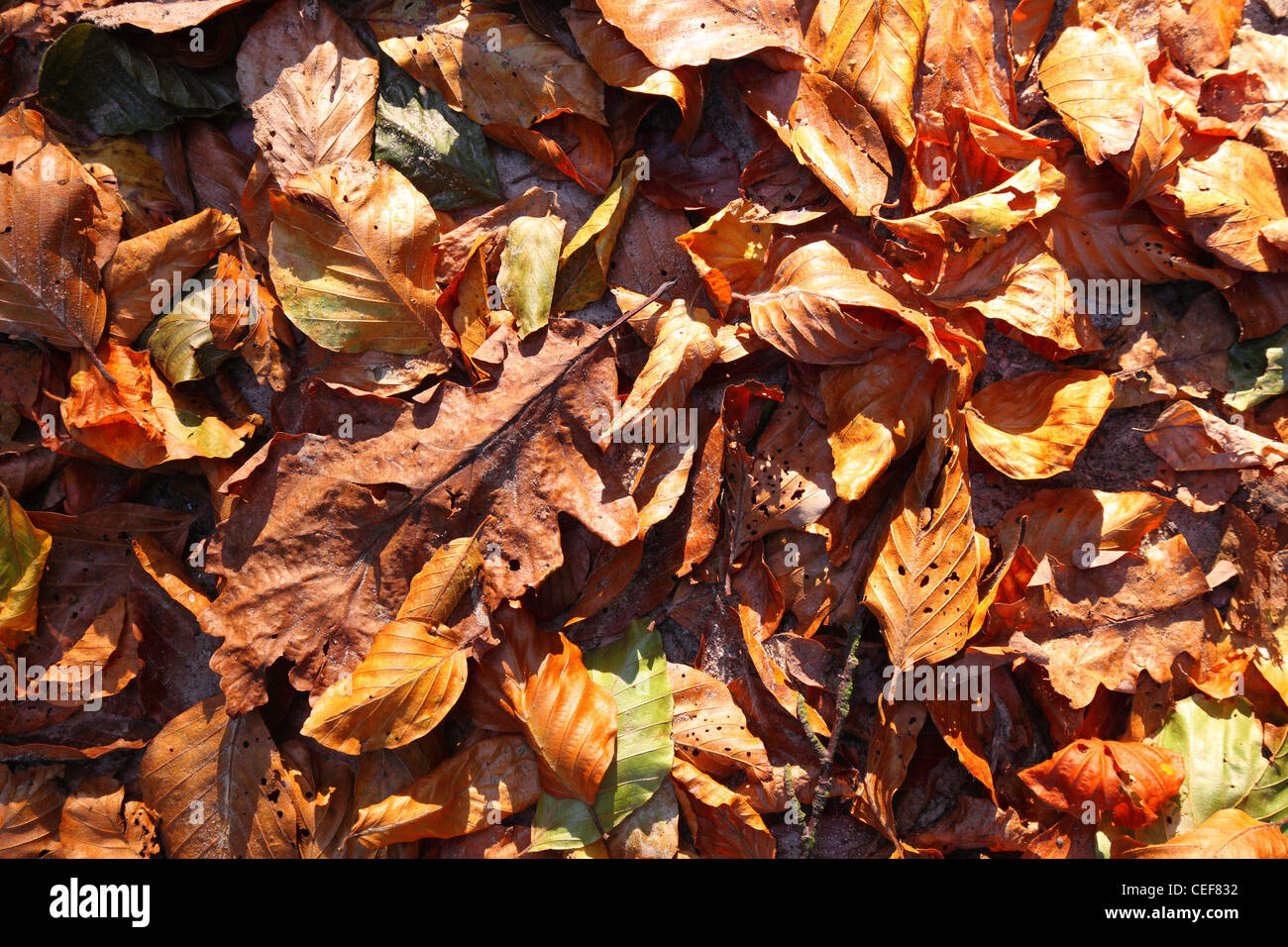 Fall Texture Yellow yellow Autumn leaves background texture Stock Photo - Alamy