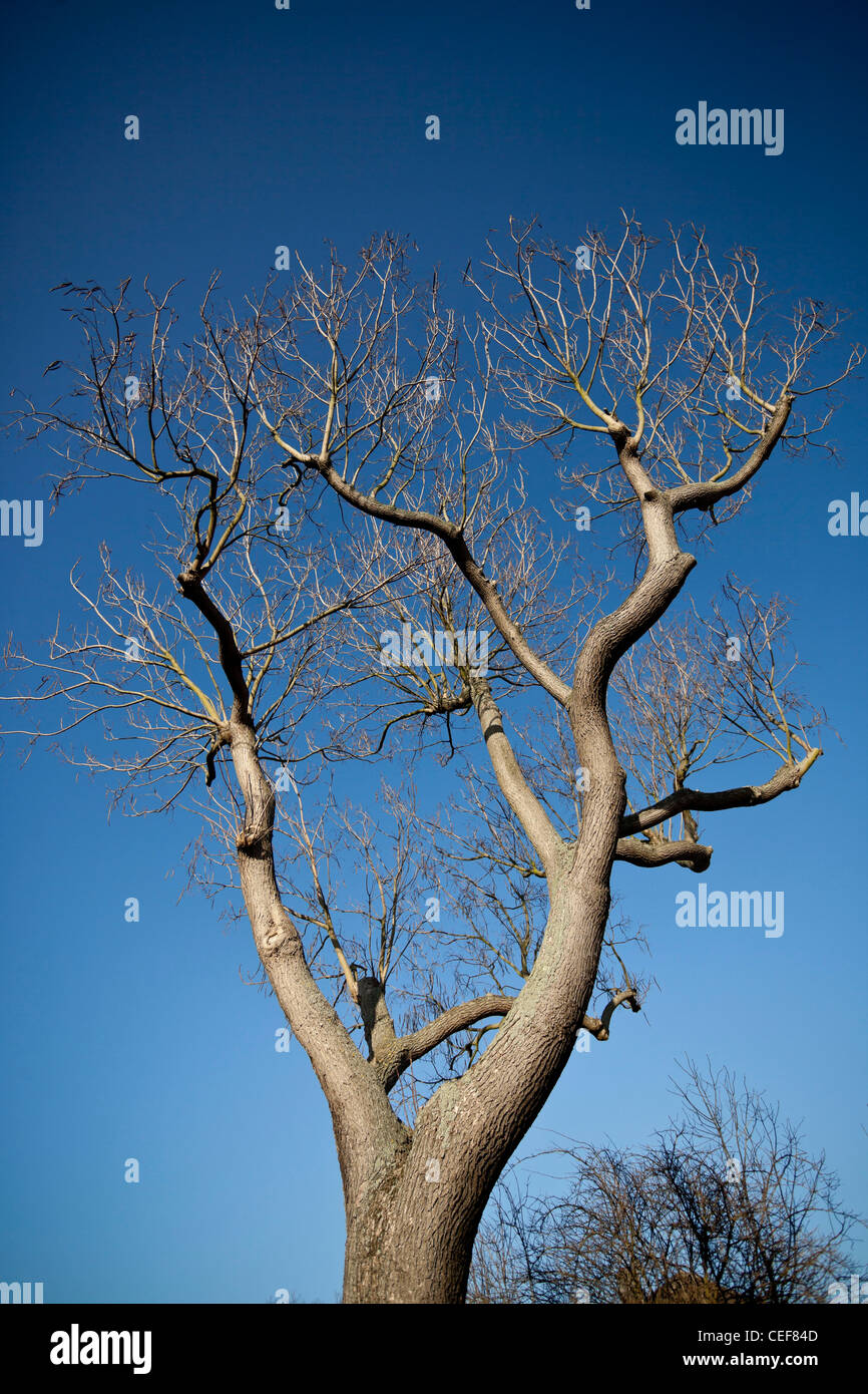 Leafless tree against the blue sky, London, England, UK. Stock Photo