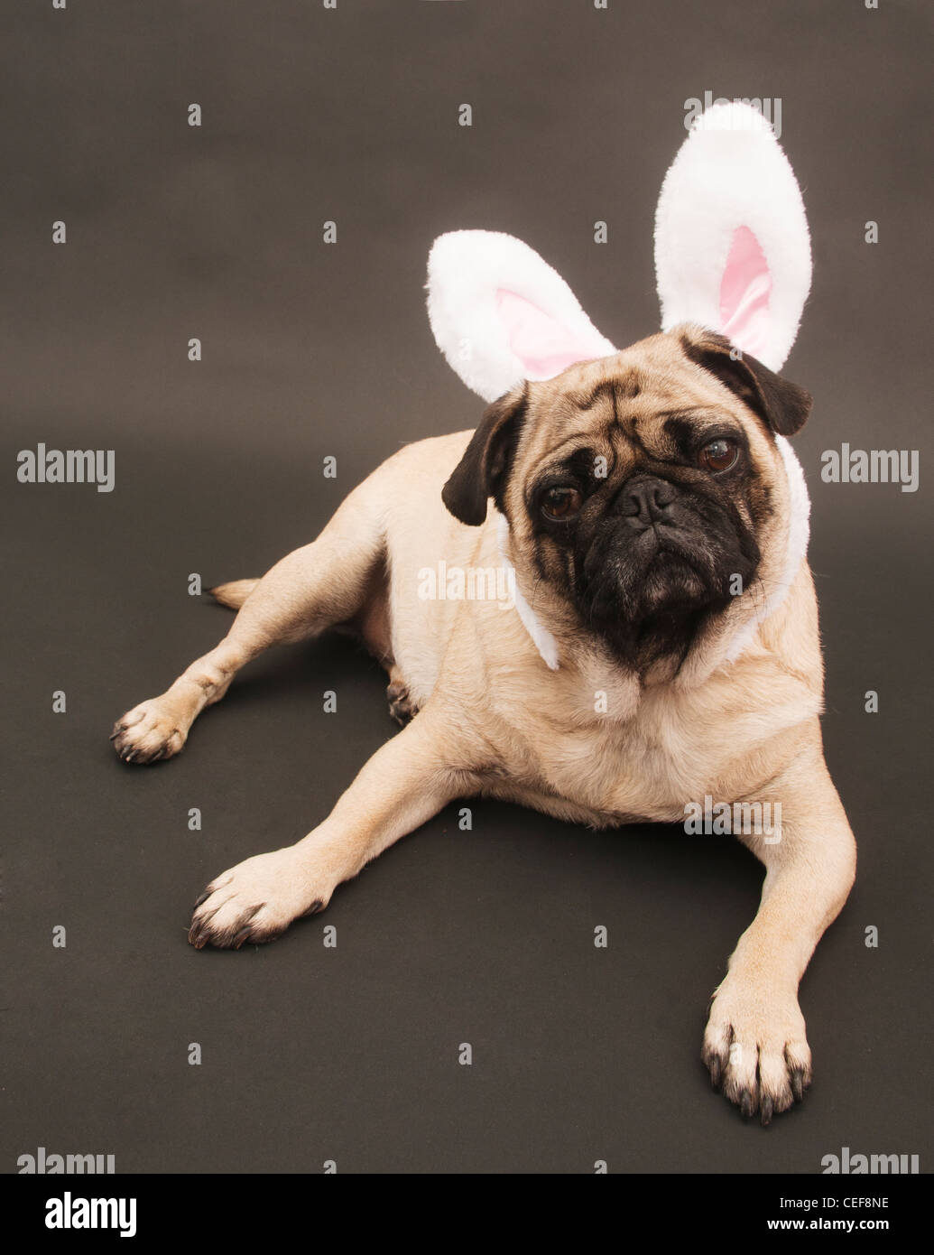 Pug with Bunny Ears Laying on Black Background. Stock Photo