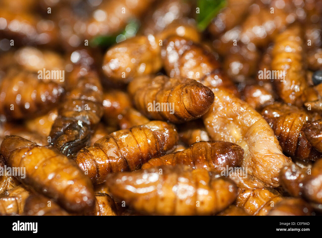 interesting Insect eating from a local market in Phuket Thailand. Stock Photo