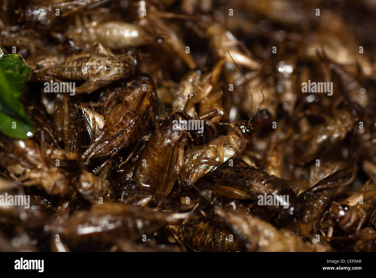 interesting Insect eating from a local market in Phuket Thailand Stock ...