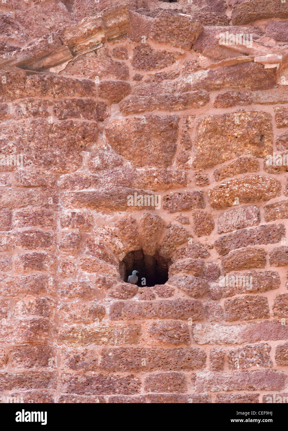 Pigeon in the hole on the wall of ruins of Saint Augustine Complex. Churches and convents of Goa are UNESCO World Heritage site. Stock Photo