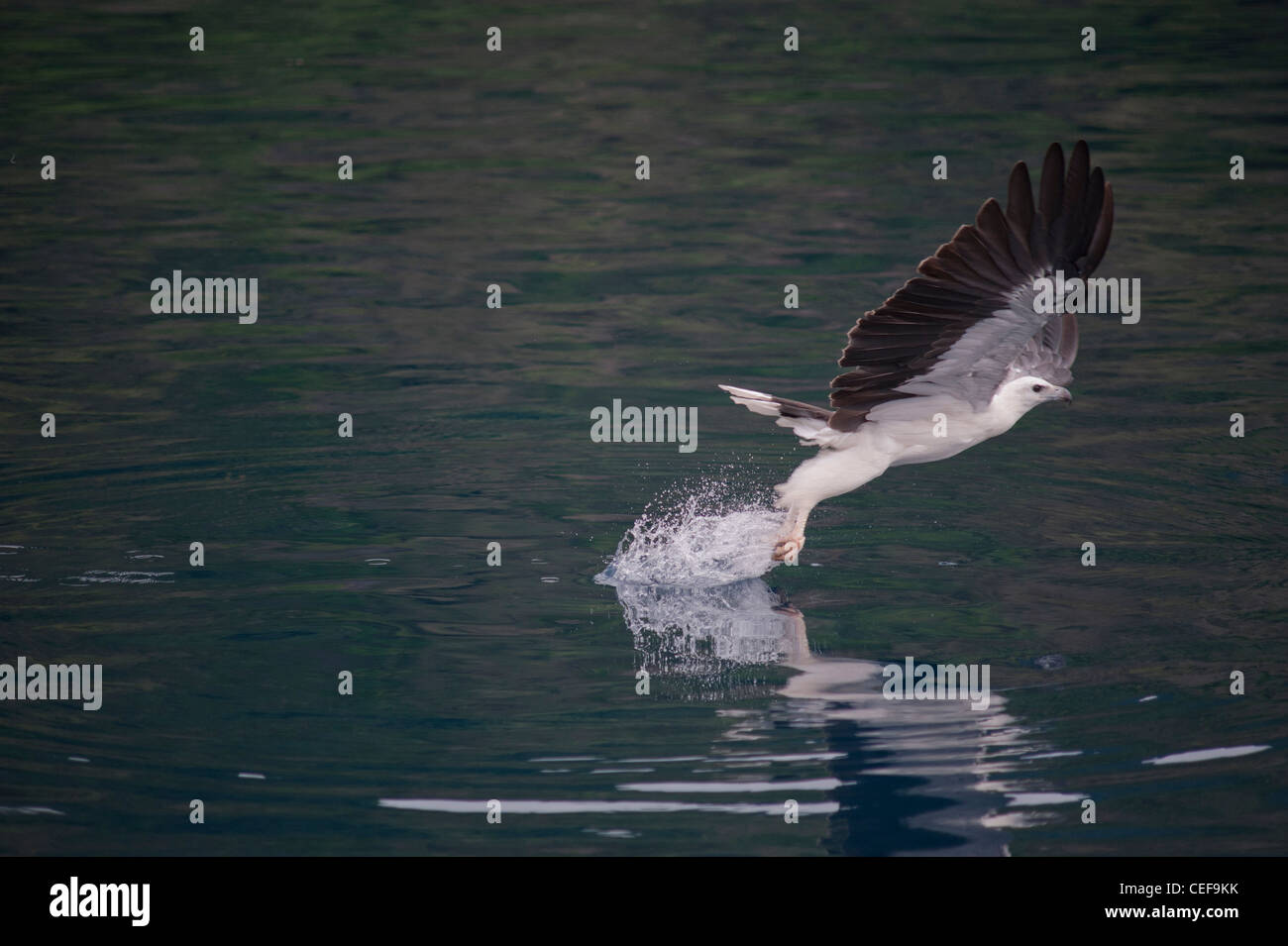 A white-bellied sea eagle hunting in the Komodo National Park Stock ...