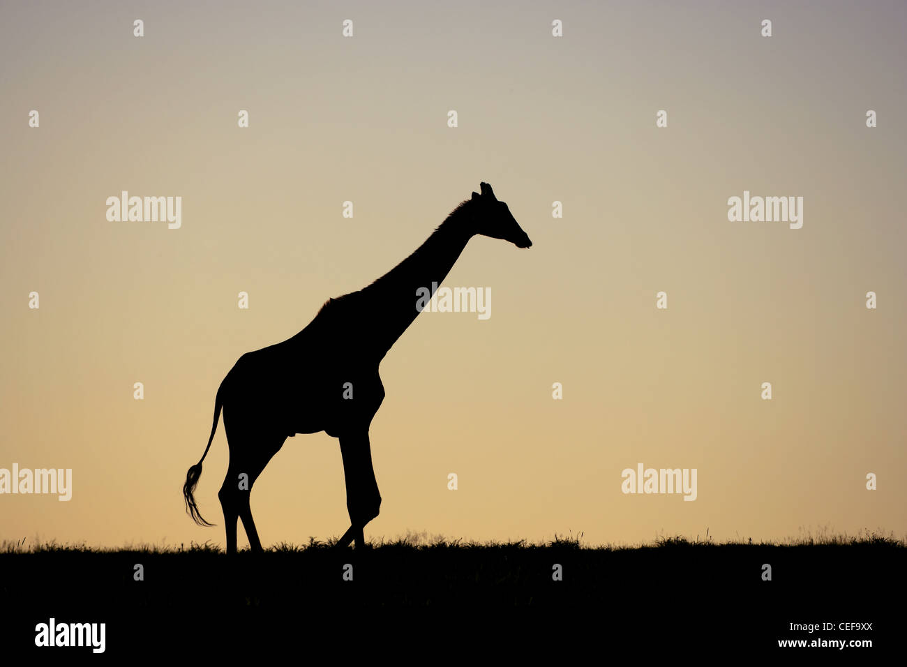 Silhouette of a giraffe walking on the African plains at sunset Stock Photo