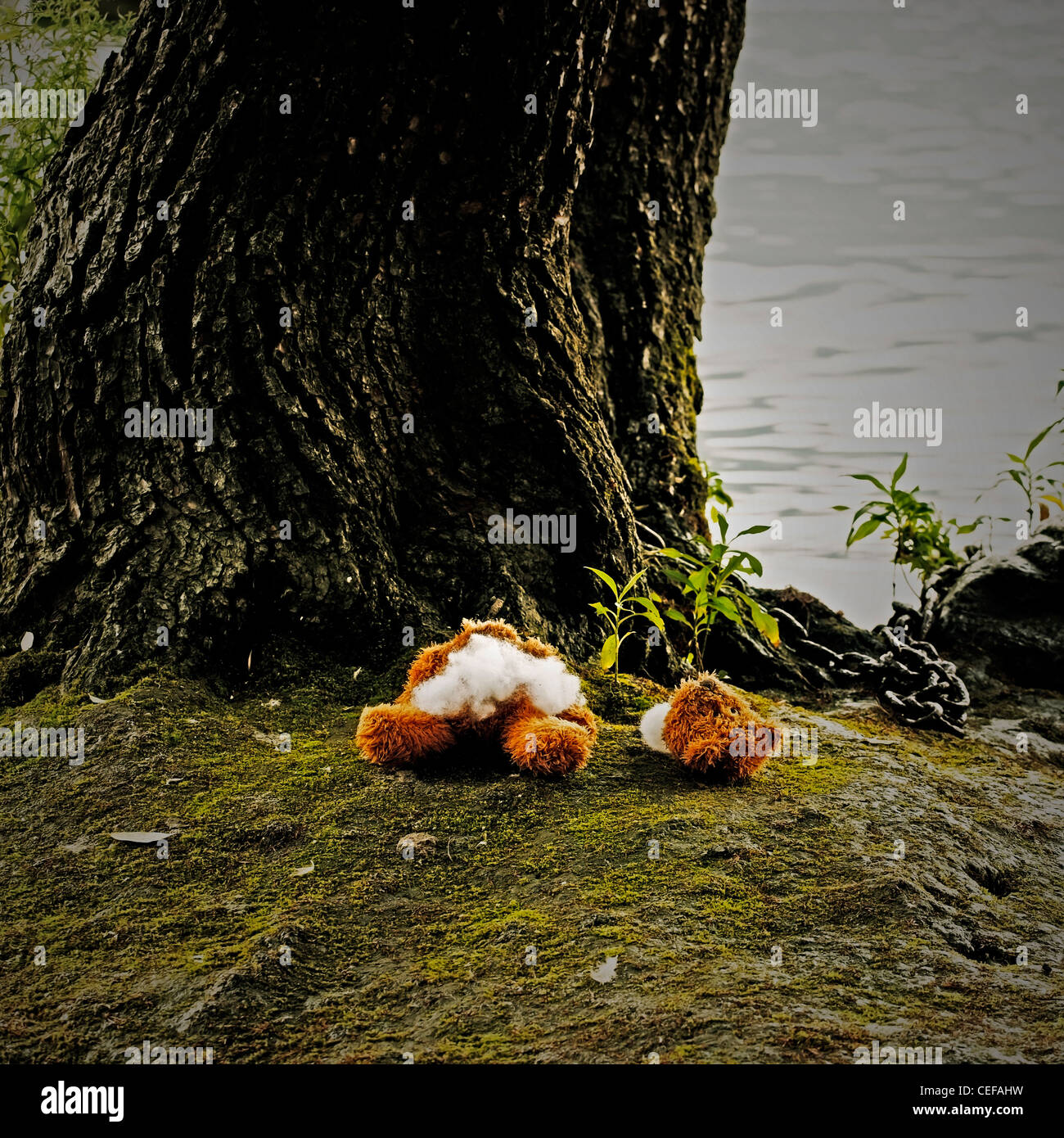 the severed head of a teddy and his body lying outside in the moss Stock Photo
