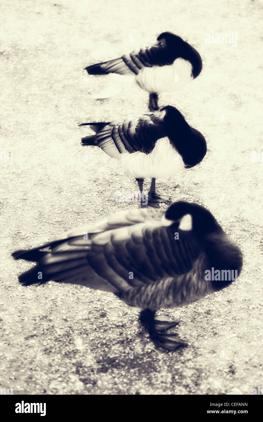 three sleeping ducks Stock Photo